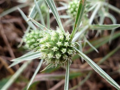 Feld-Mannstreu (Eryngium campestre) an der Elisabethenstraße bei Wiesbaden