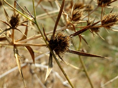 Feld-Mannstreu (Eryngium campestre) im Hockenheimer Rheinbogen