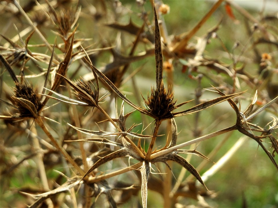 Feld-Mannstreu (Eryngium campestre) im Hockenheimer Rheinbogen