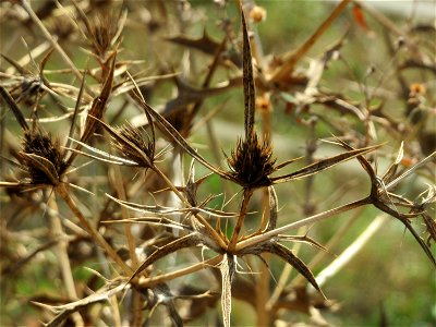 Feld-Mannstreu (Eryngium campestre) im Hockenheimer Rheinbogen