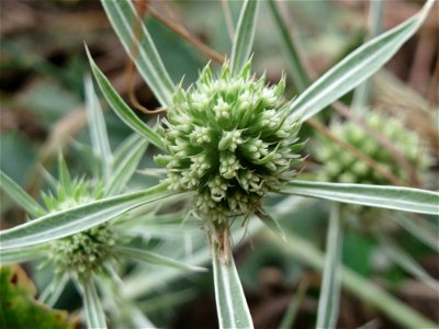 Feld-Mannstreu (Eryngium campestre) an der Elisabethenstraße bei Wiesbaden