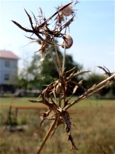 Feld-Mannstreu (Eryngium campestre) im Hockenheimer Rheinbogen