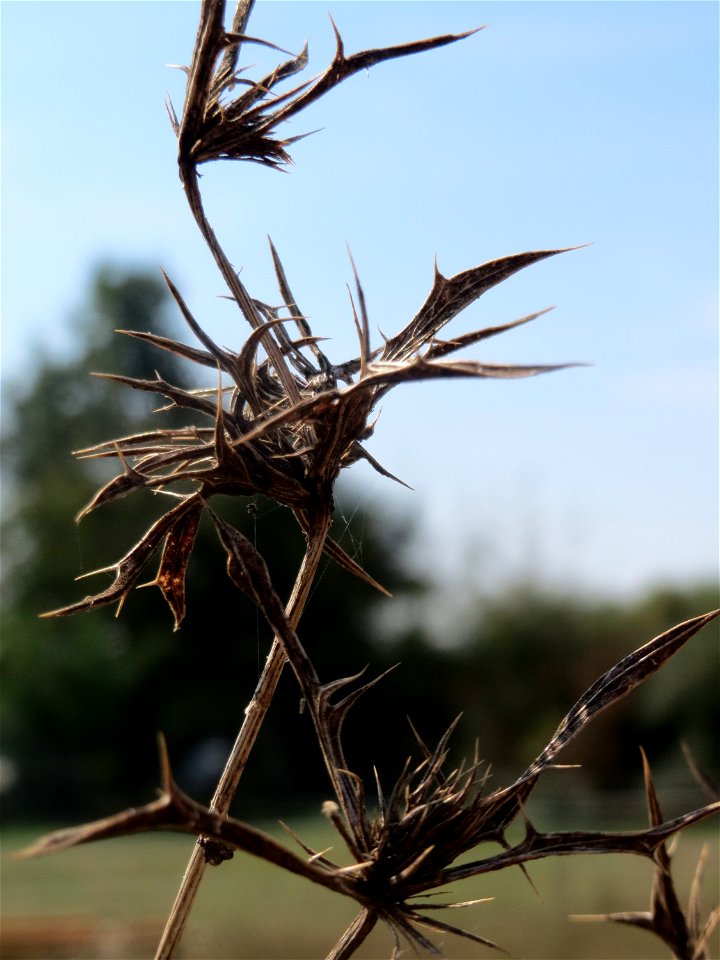 Feld-Mannstreu (Eryngium campestre) im Hockenheimer Rheinbogen