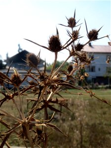 Feld-Mannstreu (Eryngium campestre) im Hockenheimer Rheinbogen