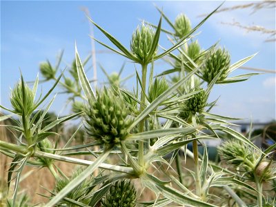 Feld-Mannstreu (Eryngium campestre) im Naturschutzgebiet „Alter Bahndamm“ im Hockenheimer Rheinbogen