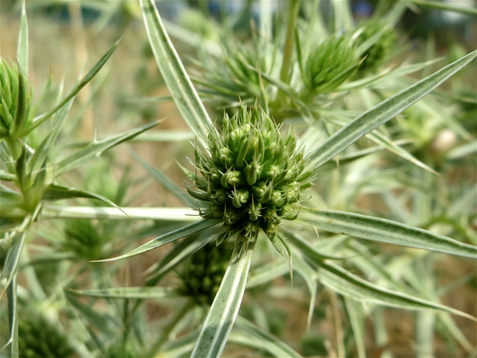 Feld-Mannstreu (Eryngium campestre) im Naturschutzgebiet „Alter Bahndamm“ im Hockenheimer Rheinbogen