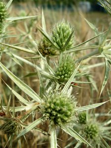 Feld-Mannstreu (Eryngium campestre) im Naturschutzgebiet „Alter Bahndamm“ im Hockenheimer Rheinbogen