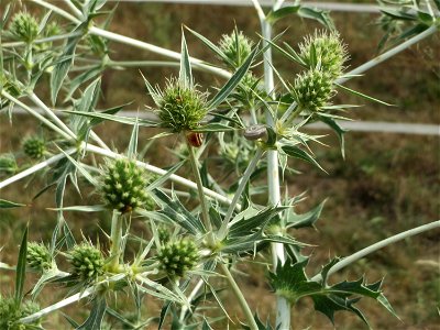 Feld-Mannstreu (Eryngium campestre) im Naturschutzgebiet „Alter Bahndamm“ im Hockenheimer Rheinbogen