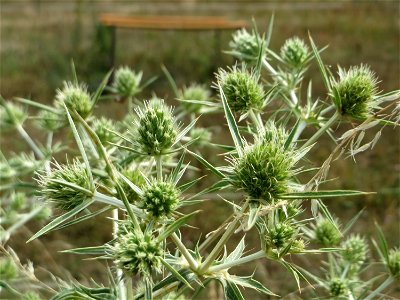 Feld-Mannstreu (Eryngium campestre) im Naturschutzgebiet „Alter Bahndamm“ im Hockenheimer Rheinbogen
