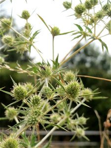 Feld-Mannstreu (Eryngium campestre) im Naturschutzgebiet „Alter Bahndamm“ im Hockenheimer Rheinbogen