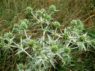 Feld-Mannstreu (Eryngium campestre) an der Elisabethenstraße bei Mainz-Kastell