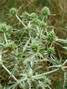Feld-Mannstreu (Eryngium campestre) an der Elisabethenstraße bei Mainz-Kastell