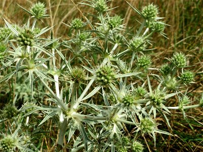 Feld-Mannstreu (Eryngium campestre) an der Elisabethenstraße bei Mainz-Kastell