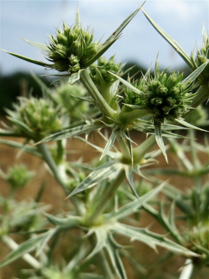 Feld-Mannstreu (Eryngium campestre) an der Elisabethenstraße bei Mainz-Kastell