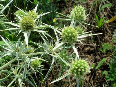 Feld-Mannstreu (Eryngium campestre) beim Fähncheskreuz an der Elisabethenstraße bei Mainz-Kostheim