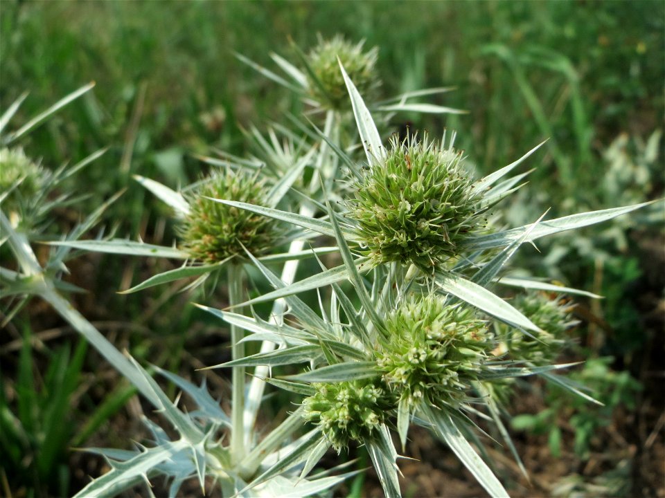 Feld-Mannstreu (Eryngium campestre) beim Fähncheskreuz an der Elisabethenstraße bei Mainz-Kostheim