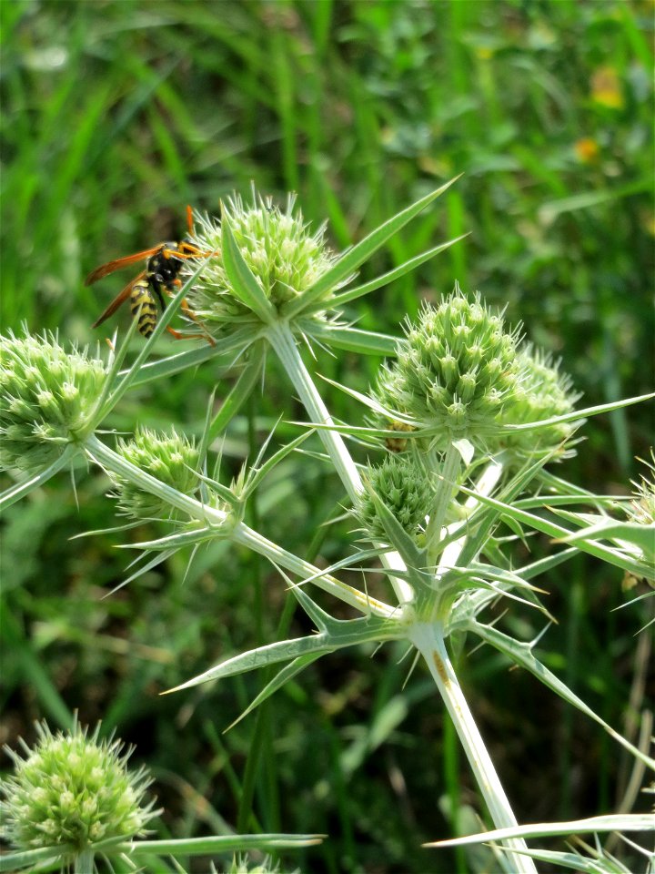 Feld-Mannstreu (Eryngium campestre) beim Fähncheskreuz an der Elisabethenstraße bei Mainz-Kostheim