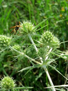 Feld-Mannstreu (Eryngium campestre) beim Fähncheskreuz an der Elisabethenstraße bei Mainz-Kostheim