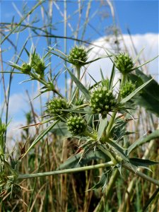 Feld-Mannstreu (Eryngium campestre) beim Fähncheskreuz an der Elisabethenstraße bei Mainz-Kostheim