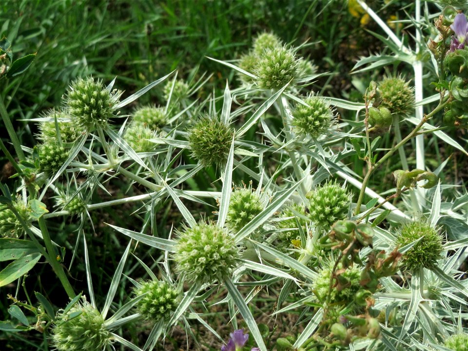 Feld-Mannstreu (Eryngium campestre) beim Fähncheskreuz an der Elisabethenstraße bei Mainz-Kostheim