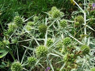Feld-Mannstreu (Eryngium campestre) beim Fähncheskreuz an der Elisabethenstraße bei Mainz-Kostheim