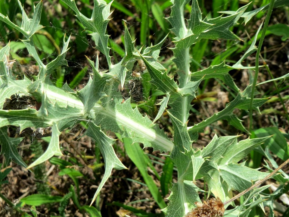 Feld-Mannstreu (Eryngium campestre) beim Fähncheskreuz an der Elisabethenstraße bei Mainz-Kostheim