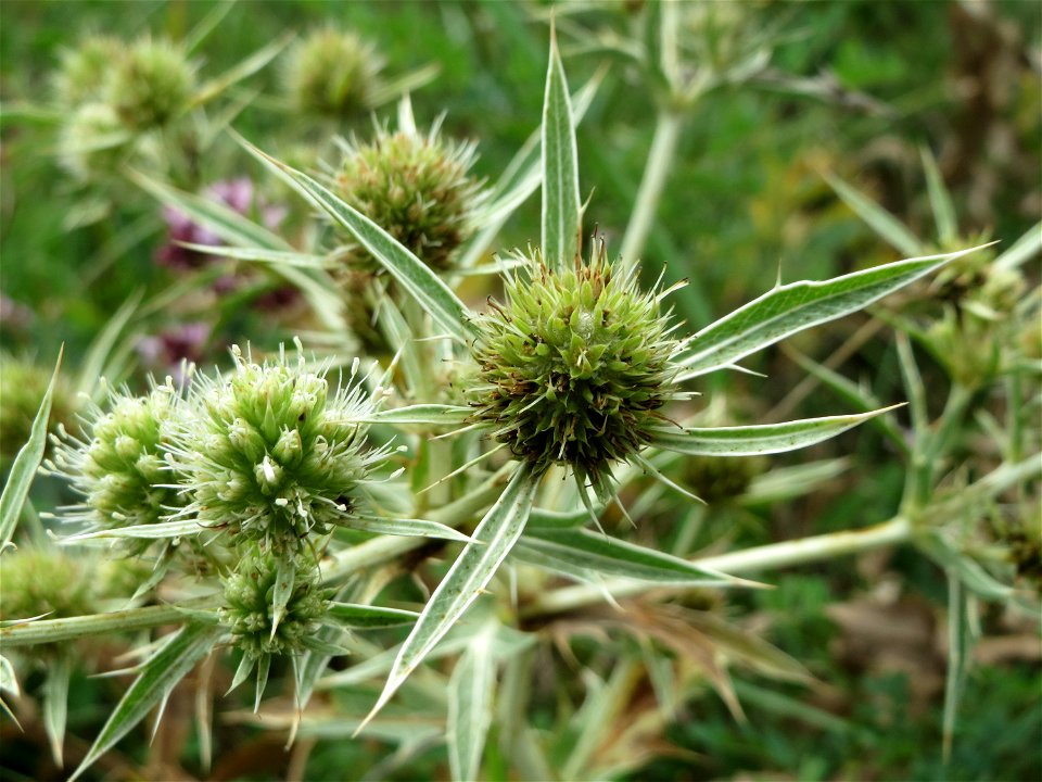 Feld-Mannstreu (Eryngium campestre) bei Nußloch