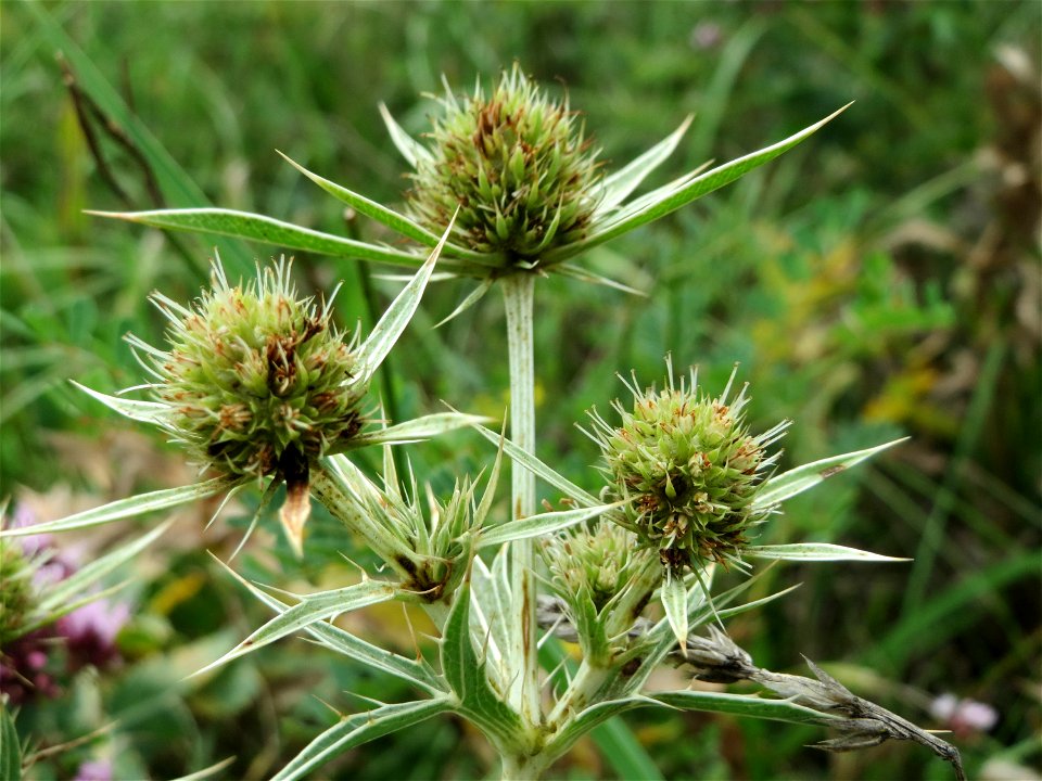 Feld-Mannstreu (Eryngium campestre) bei Nußloch