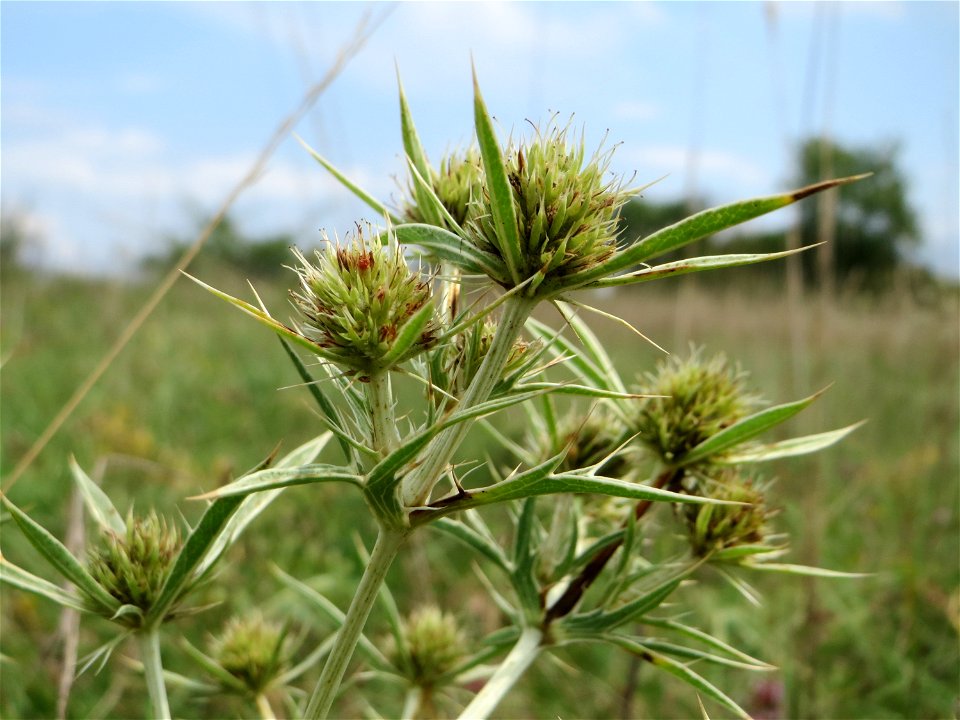 Feld-Mannstreu (Eryngium campestre) bei Nußloch
