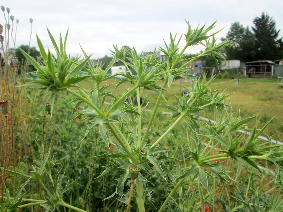 Feld-Mannstreu (Eryngium campestre) im Naturschutzgebiet „Alter Bahndamm“ im Landschaftsschutzgebiet Hockenheimer Rheinbogen