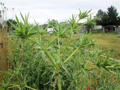 Feld-Mannstreu (Eryngium campestre) im Naturschutzgebiet „Alter Bahndamm“ im Landschaftsschutzgebiet Hockenheimer Rheinbogen