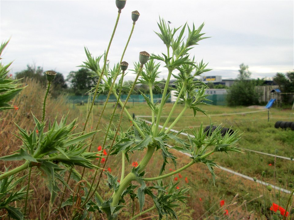 Feld-Mannstreu (Eryngium campestre) im Naturschutzgebiet „Alter Bahndamm“ im Landschaftsschutzgebiet Hockenheimer Rheinbogen