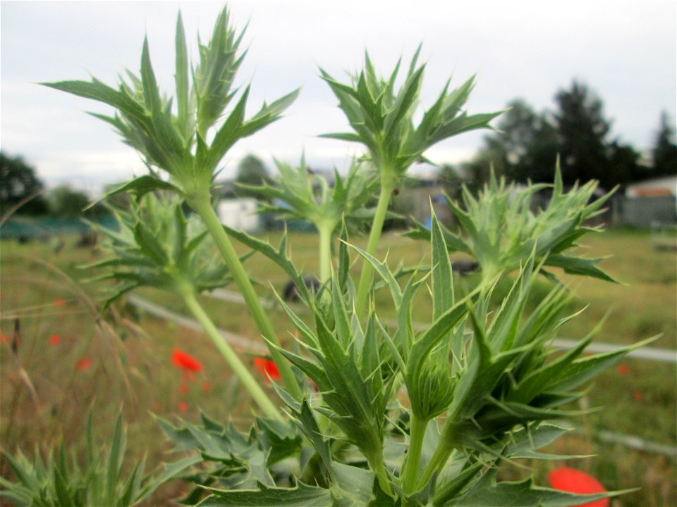 Feld-Mannstreu (Eryngium campestre) im Naturschutzgebiet „Alter Bahndamm“ im Landschaftsschutzgebiet Hockenheimer Rheinbogen