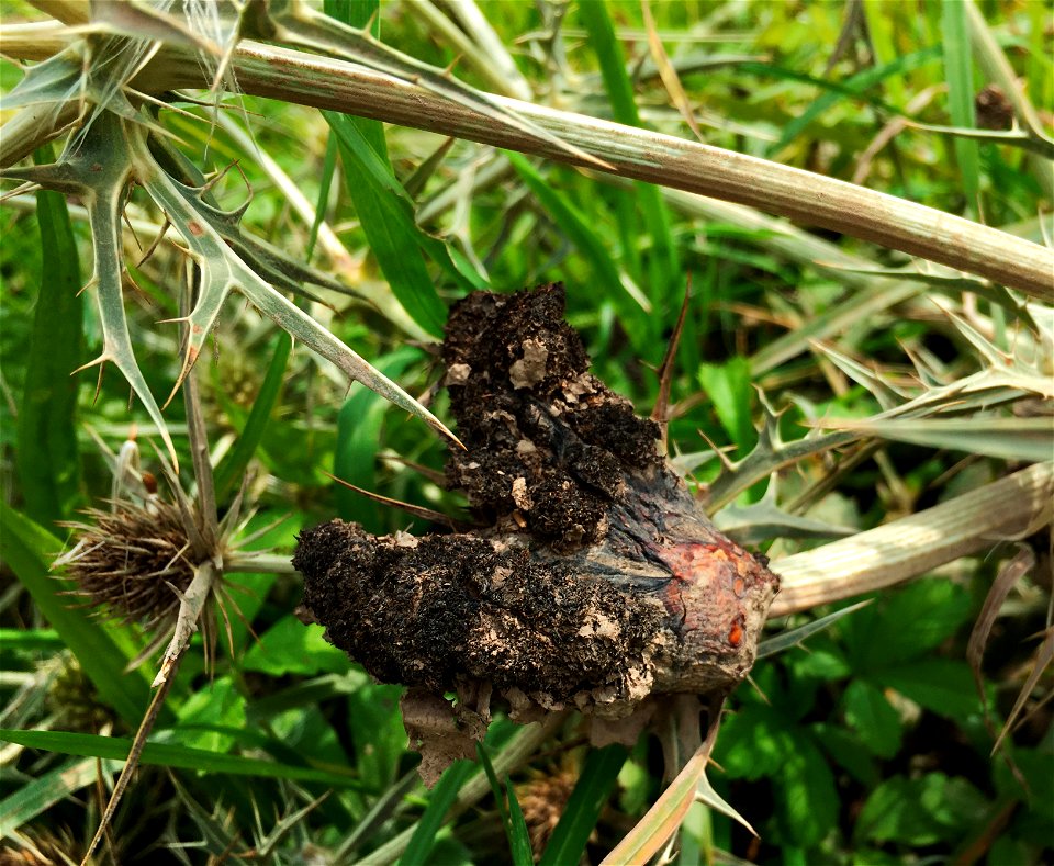 Een oude gal van een kruisdistelgalmug (Lasioptera eryngii) op Eryngium campestre, in de Bemmelse Waard.