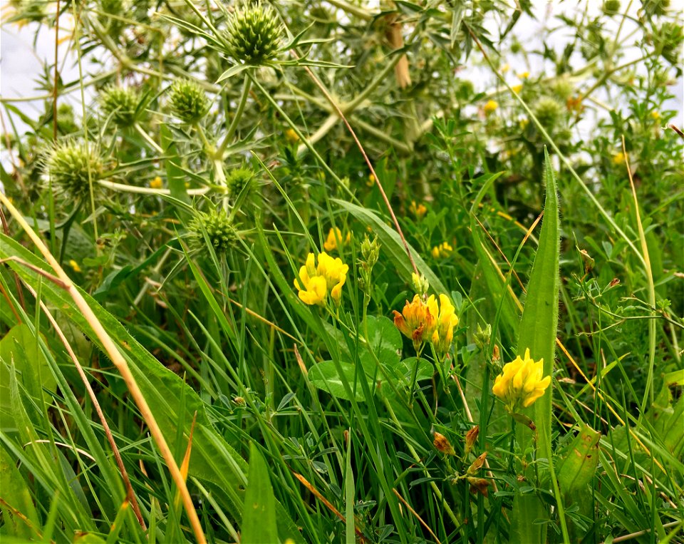 Een close-up van een stroomdalgrasland van de associatie van sikkelklaver en zachte haver (Medicagini-Avenetum pubescentis), in het rivierengebied in Midden-Nederland.