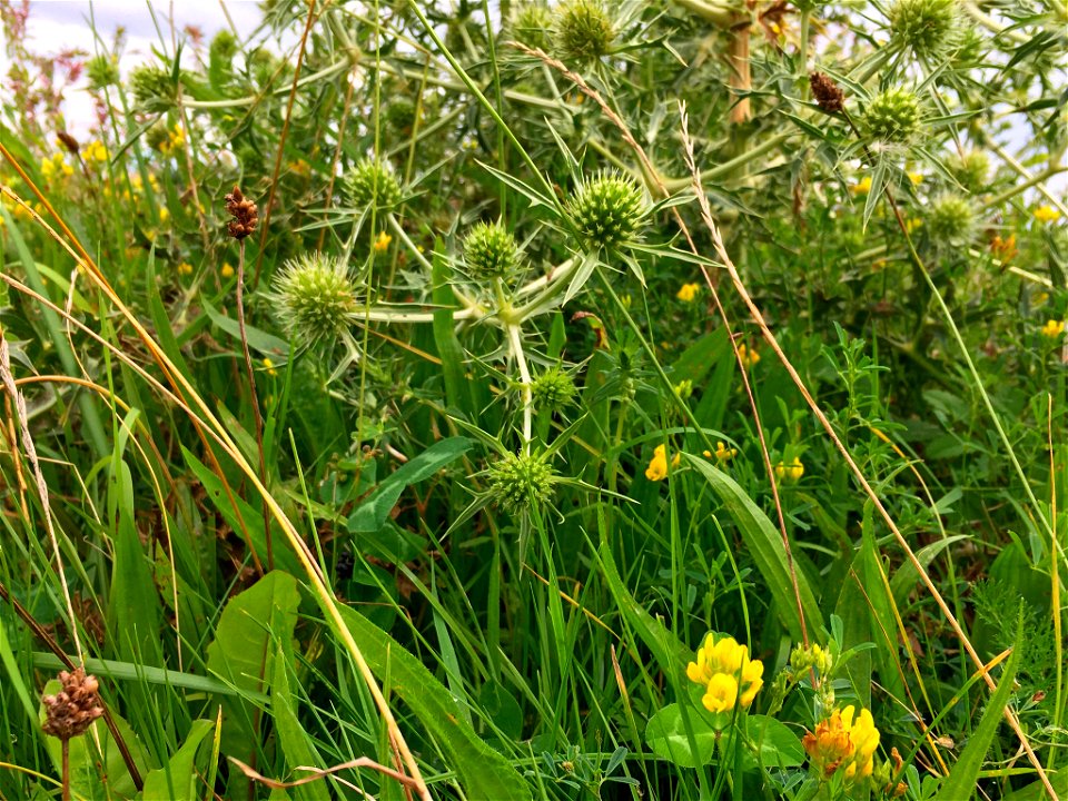 Een close-up van een stroomdalgrasland van de associatie van sikkelklaver en zachte haver (Medicagini-Avenetum pubescentis), in het rivierengebied in Midden-Nederland.