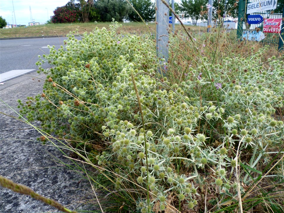 Field eryngo (Eryngium campestre) at the centre of Portet-sur-Garonne, Haute-Garonne, France.