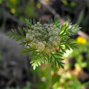 Daucus pusillus at Sycamore Canyon, San Diego, California, USA.