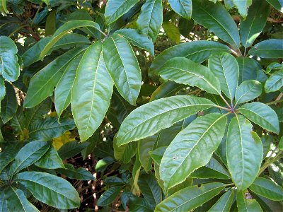 Schefflera digitata, endemic to New Zealand. Common name Patē, Patete, or sometimes Seven-finger.