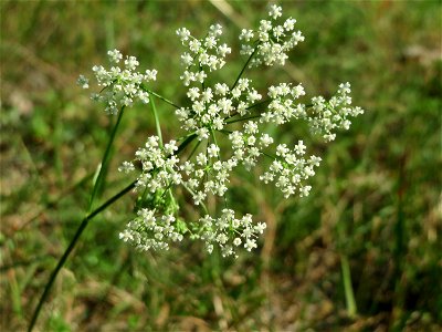 Kleine Bibernelle (Pimpinella saxifraga) im Schwetzinger Hardt