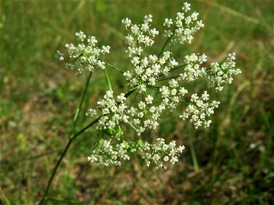 Kleine Bibernelle (Pimpinella saxifraga) im Schwetzinger Hardt