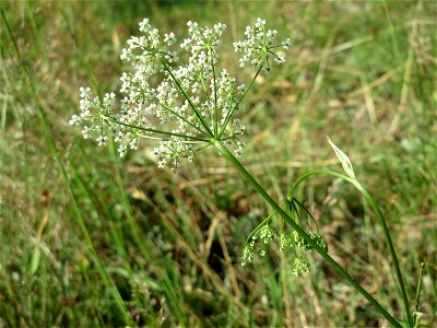 Kleine Bibernelle (Pimpinella saxifraga) im Schwetzinger Hardt