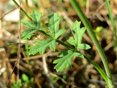 Kleine Bibernelle (Pimpinella saxifraga) im Schwetzinger Hardt