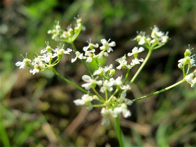 Kleine Bibernelle (Pimpinella saxifraga) im Schwetzinger Hardt