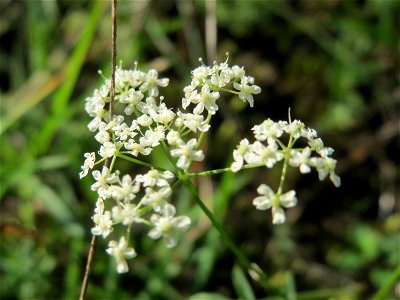 Kleine Bibernelle (Pimpinella saxifraga) im Schwetzinger Hardt