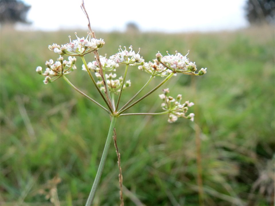 Kleine Bibernelle (Pimpinella saxifraga) oberhalb vom Weinfelder Maar