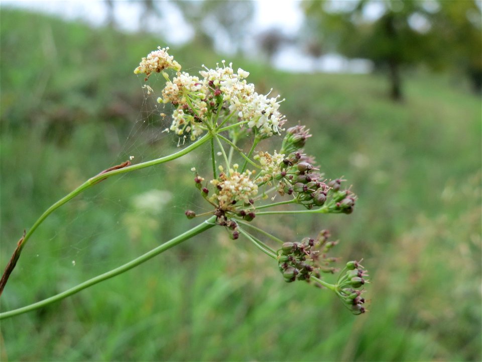 Kleine Bibernelle (Pimpinella saxifraga) oberhalb vom Schalkenmehrener Maar