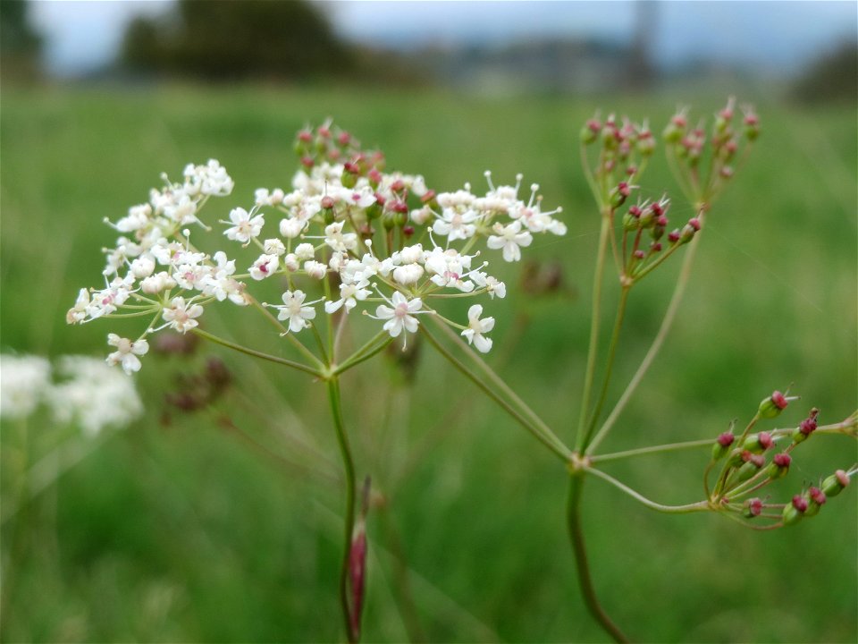 Kleine Bibernelle (Pimpinella saxifraga) oberhalb vom Schalkenmehrener Maar