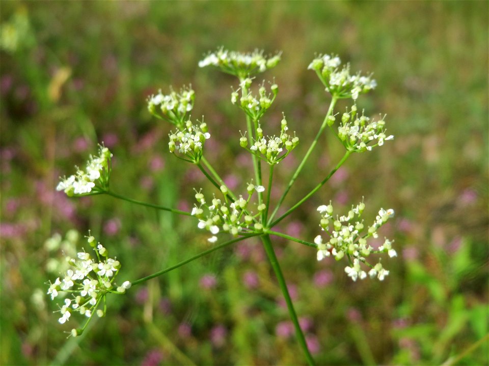 Kleine Bibernelle (Pimpinella saxifraga) im Schwetzinger Hardt - an der Bahnstrecke Mannheim-Karlsruhe findet sich ein kleines Sandmagerrasen-Biotop mit typischer Binnendünen-Vegetation