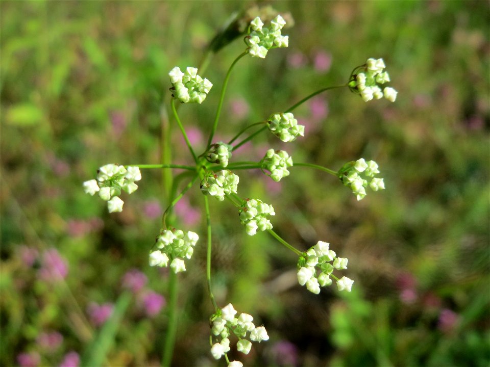 Kleine Bibernelle (Pimpinella saxifraga) im Schwetzinger Hardt - an der Bahnstrecke Mannheim-Karlsruhe findet sich ein kleines Sandmagerrasen-Biotop mit typischer Binnendünen-Vegetation